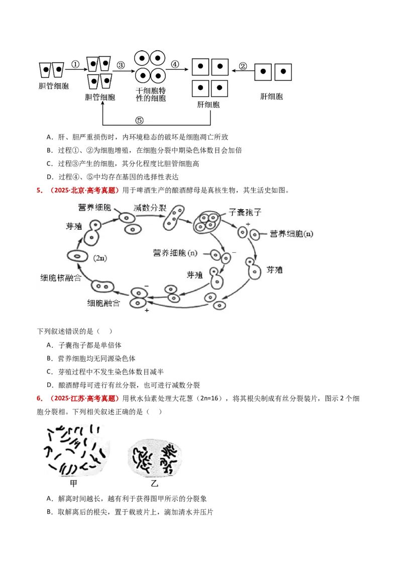 五年（2021-2025）全国高考生物真题分类汇编专题06有丝分裂和减数分裂（全国通用）（原卷版）_高考真题分类汇编_高考生物真题分类汇编（全国通用）五年（2021-2025）