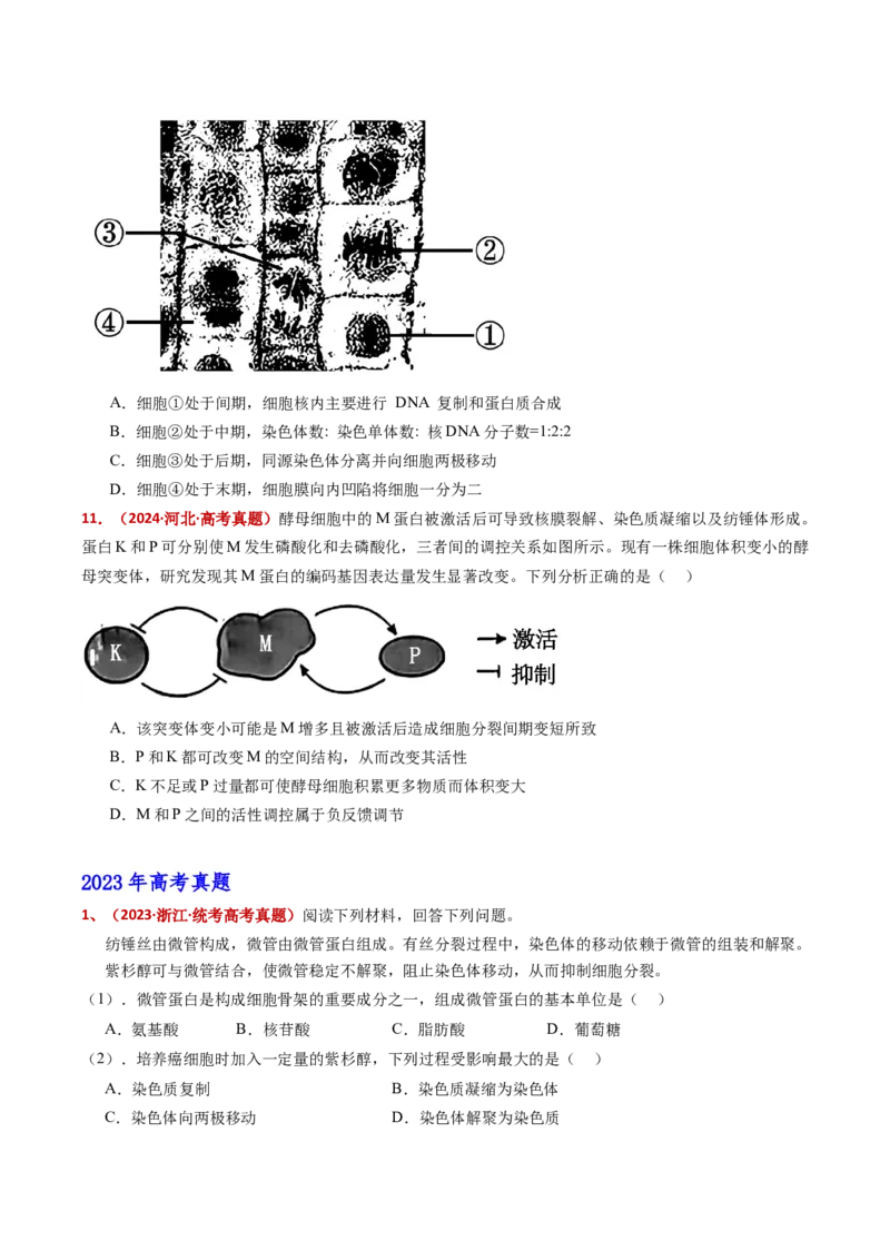五年（2021-2025）全国高考生物真题分类汇编专题06有丝分裂和减数分裂（全国通用）（原卷版）_高考真题分类汇编_高考生物真题分类汇编（全国通用）五年（2021-2025）