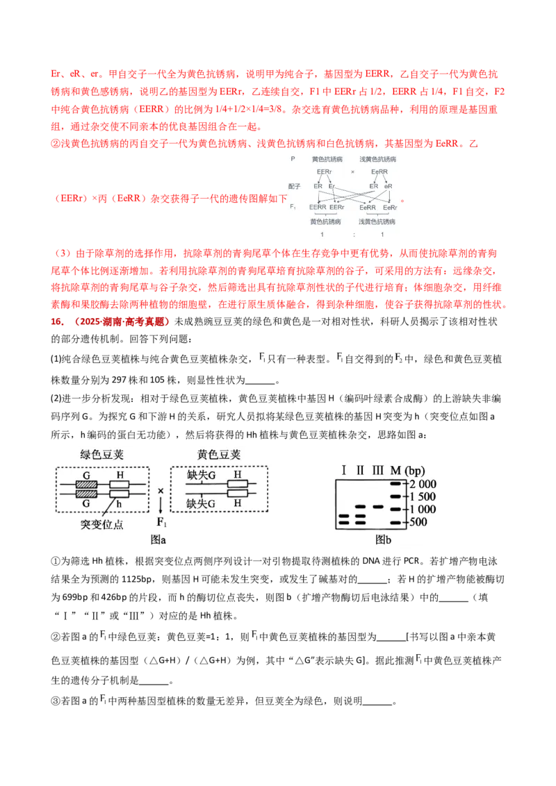 五年（2021-2025）全国高考生物真题分类汇编专题09基因的分离定律（全国通用）（解析版）_高考真题分类汇编_高考生物真题分类汇编（全国通用）五年（2021-2025）