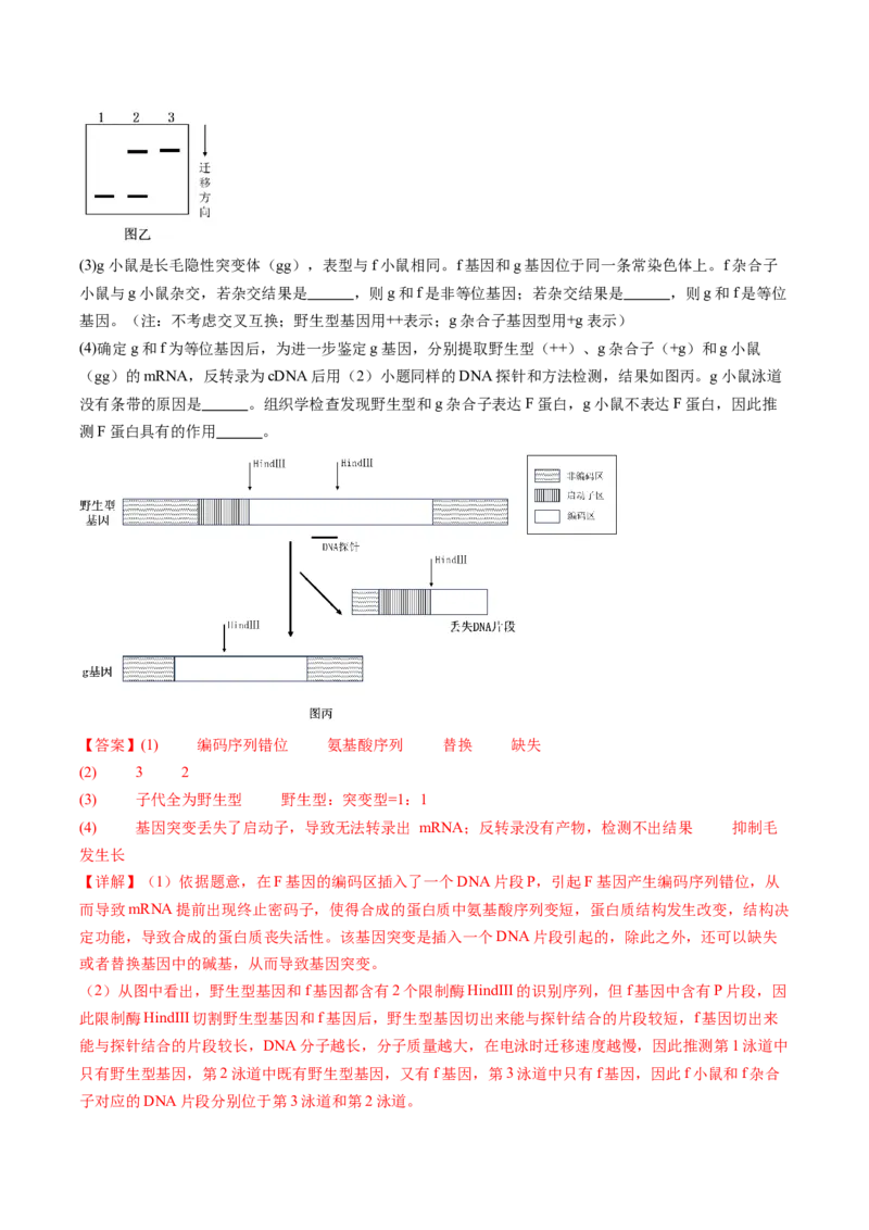五年（2021-2025）全国高考生物真题分类汇编专题09基因的分离定律（全国通用）（解析版）_高考真题分类汇编_高考生物真题分类汇编（全国通用）五年（2021-2025）