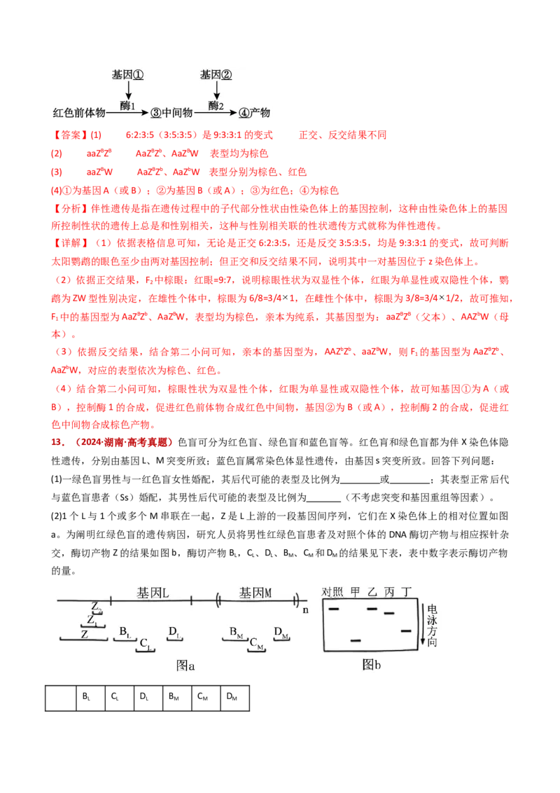 五年（2021-2025）全国高考生物真题分类汇编专题11伴性遗传和人类遗传病（全国通用）（解析版）_高考真题分类汇编_高考生物真题分类汇编（全国通用）五年（2021-2025）