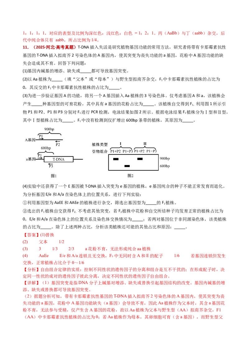 五年（2021-2025）全国高考生物真题分类汇编专题10基因的自由组合定律（全国通用）（解析版）_高考真题分类汇编_高考生物真题分类汇编（全国通用）五年（2021-2025）