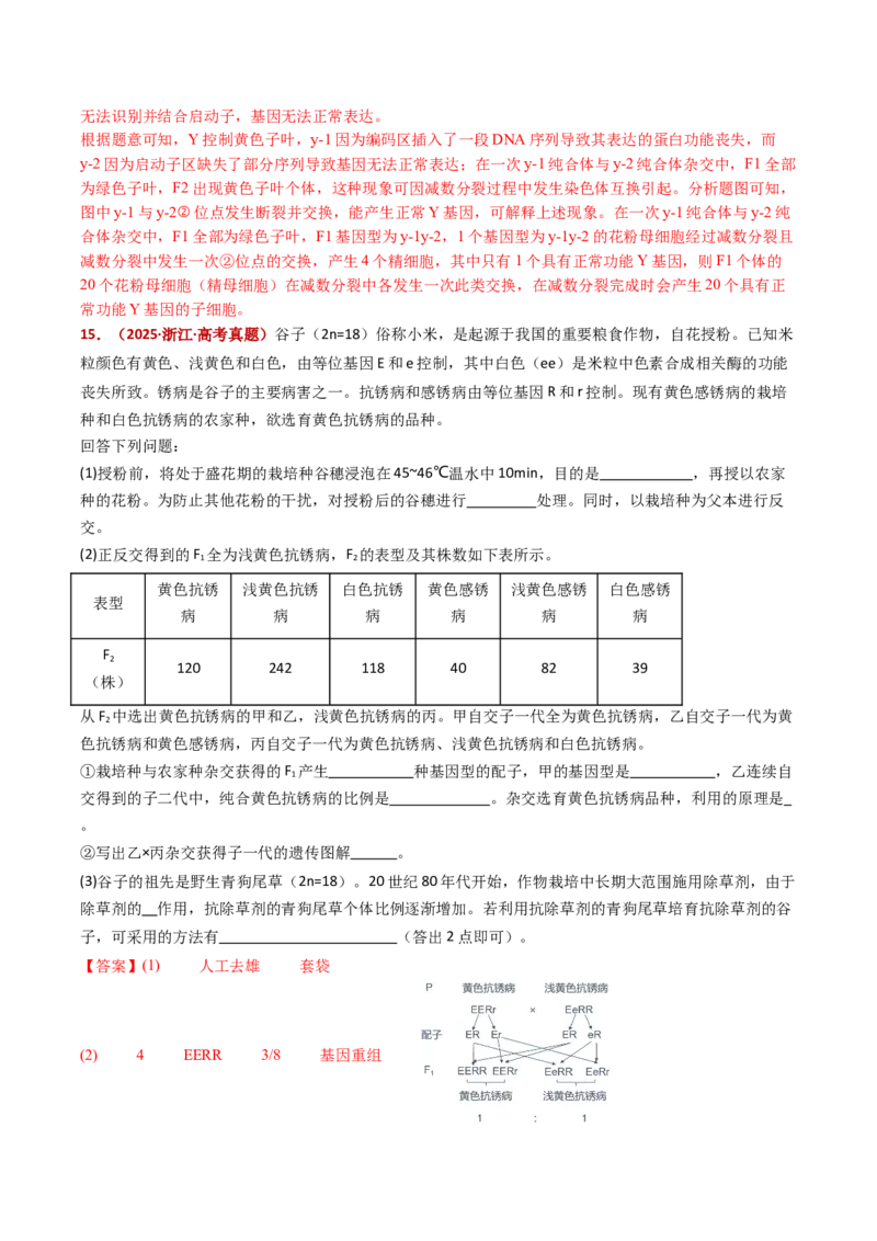 五年（2021-2025）全国高考生物真题分类汇编专题10基因的自由组合定律（全国通用）（解析版）_高考真题分类汇编_高考生物真题分类汇编（全国通用）五年（2021-2025）