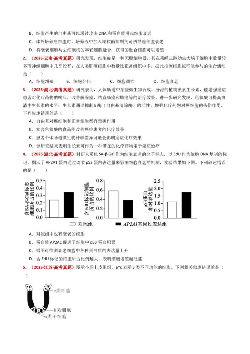 五年（2021-2025）全国高考生物真题分类汇编专题07细胞的分化、衰老、死亡及癌变（全国通用）（原卷版）_高考真题分类汇编_高考生物真题分类汇编（全国通用）五年（2021-2025）