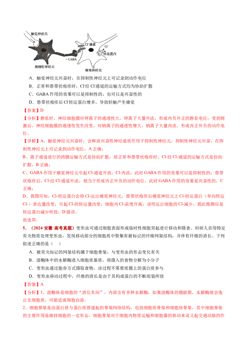 五年（2021-2025）全国高考生物真题分类汇编专题03物质的跨膜运输（全国通用）（解析版）_高考真题分类汇编_高考生物真题分类汇编（全国通用）五年（2021-2025）