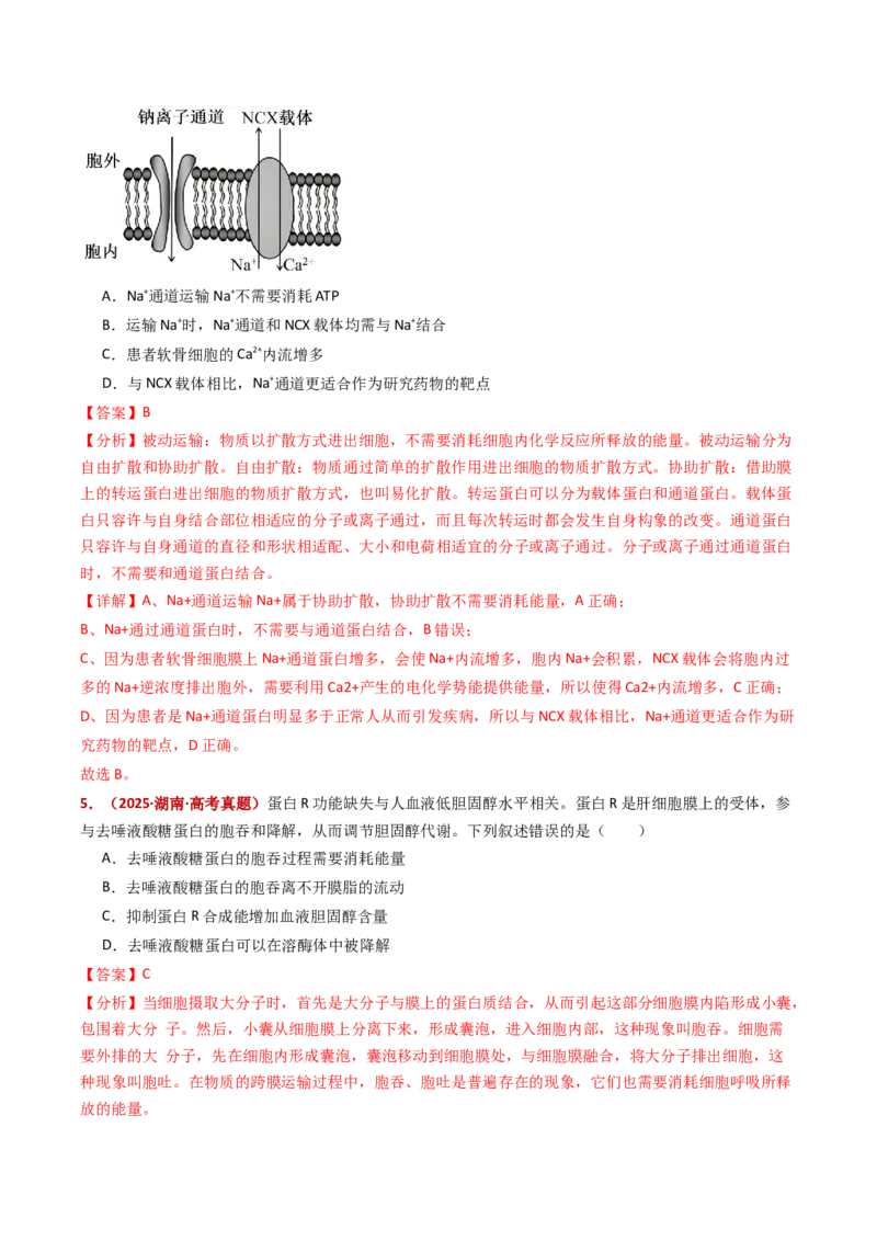 五年（2021-2025）全国高考生物真题分类汇编专题03物质的跨膜运输（全国通用）（解析版）_高考真题分类汇编_高考生物真题分类汇编（全国通用）五年（2021-2025）