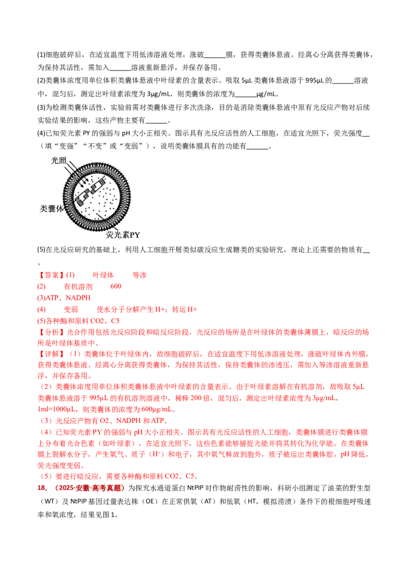 五年（2021-2025）全国高考生物真题分类汇编专题05细胞呼吸和光合作用（全国通用）（解析版）_高考真题分类汇编_高考生物真题分类汇编（全国通用）五年（2021-2025）