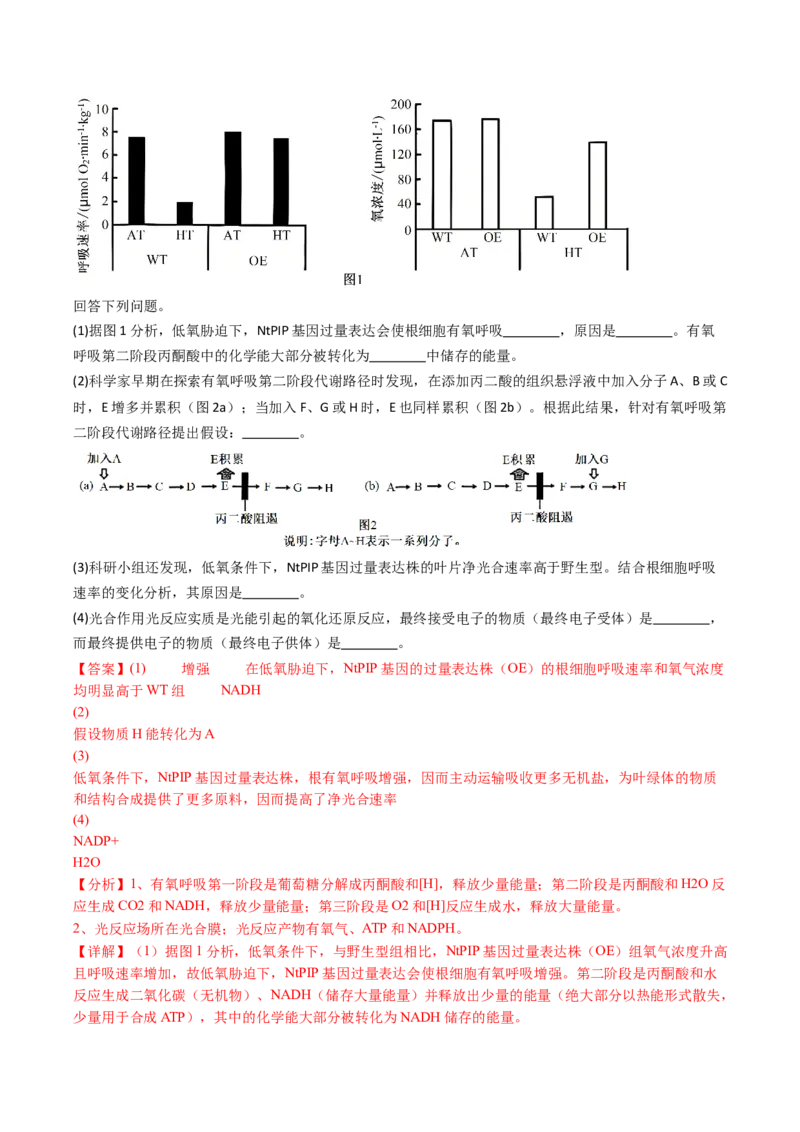 五年（2021-2025）全国高考生物真题分类汇编专题05细胞呼吸和光合作用（全国通用）（解析版）_高考真题分类汇编_高考生物真题分类汇编（全国通用）五年（2021-2025）