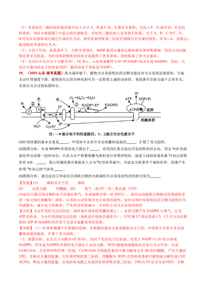 五年（2021-2025）全国高考生物真题分类汇编专题05细胞呼吸和光合作用（全国通用）（解析版）_高考真题分类汇编_高考生物真题分类汇编（全国通用）五年（2021-2025）