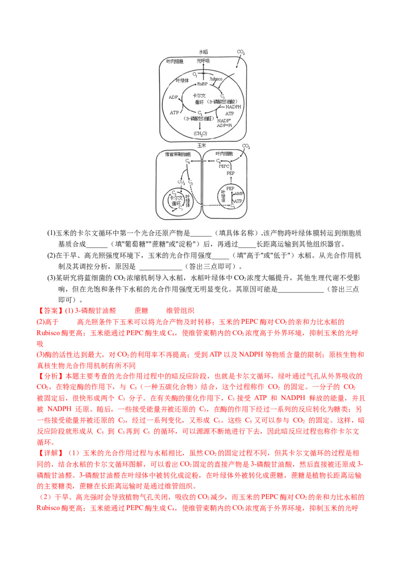 五年（2021-2025）全国高考生物真题分类汇编专题05细胞呼吸和光合作用（全国通用）（解析版）_高考真题分类汇编_高考生物真题分类汇编（全国通用）五年（2021-2025）