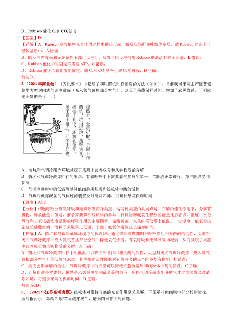 五年（2021-2025）全国高考生物真题分类汇编专题05细胞呼吸和光合作用（全国通用）（解析版）_高考真题分类汇编_高考生物真题分类汇编（全国通用）五年（2021-2025）