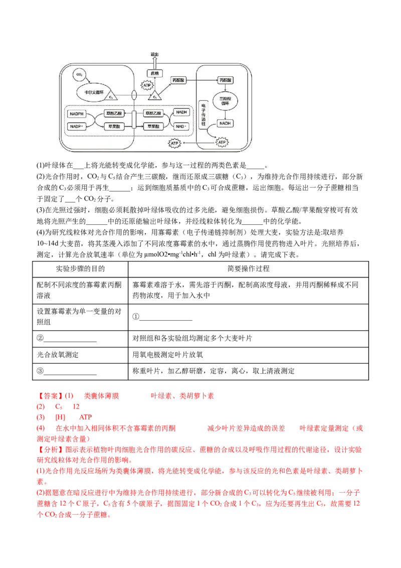五年（2021-2025）全国高考生物真题分类汇编专题05细胞呼吸和光合作用（全国通用）（解析版）_高考真题分类汇编_高考生物真题分类汇编（全国通用）五年（2021-2025）