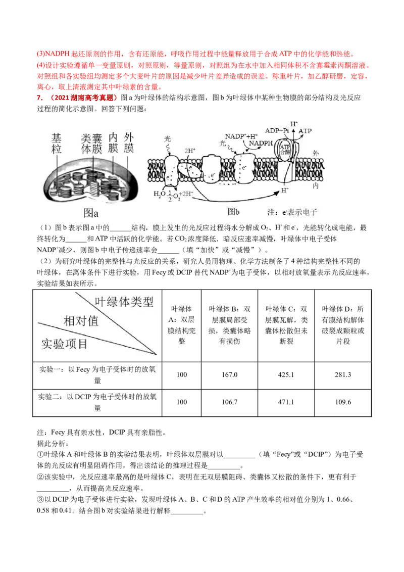 五年（2021-2025）全国高考生物真题分类汇编专题05细胞呼吸和光合作用（全国通用）（解析版）_高考真题分类汇编_高考生物真题分类汇编（全国通用）五年（2021-2025）