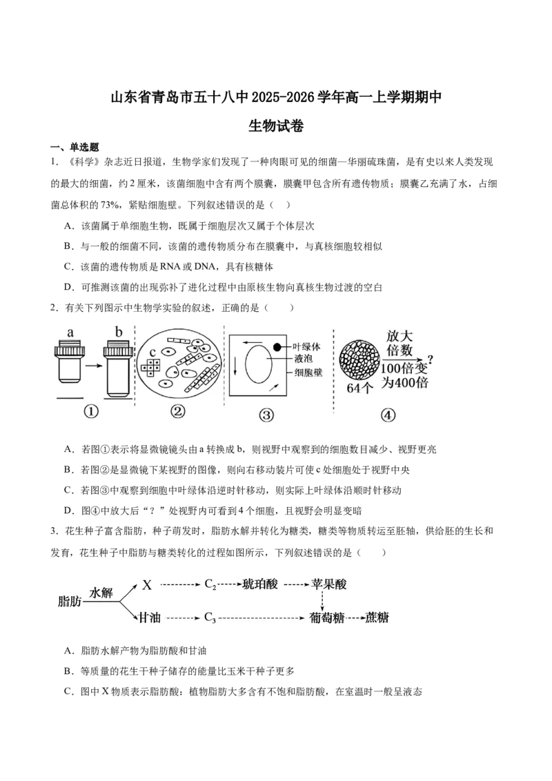 山东省青岛第五十八中学2025-2026学年高一上学期期中测试生物Word版含答案_2024-2025高一（7-7月题库）_2026年1月高一_260110山东省青岛第五十八中学2025-2026学年高一上学期期中测试（全）