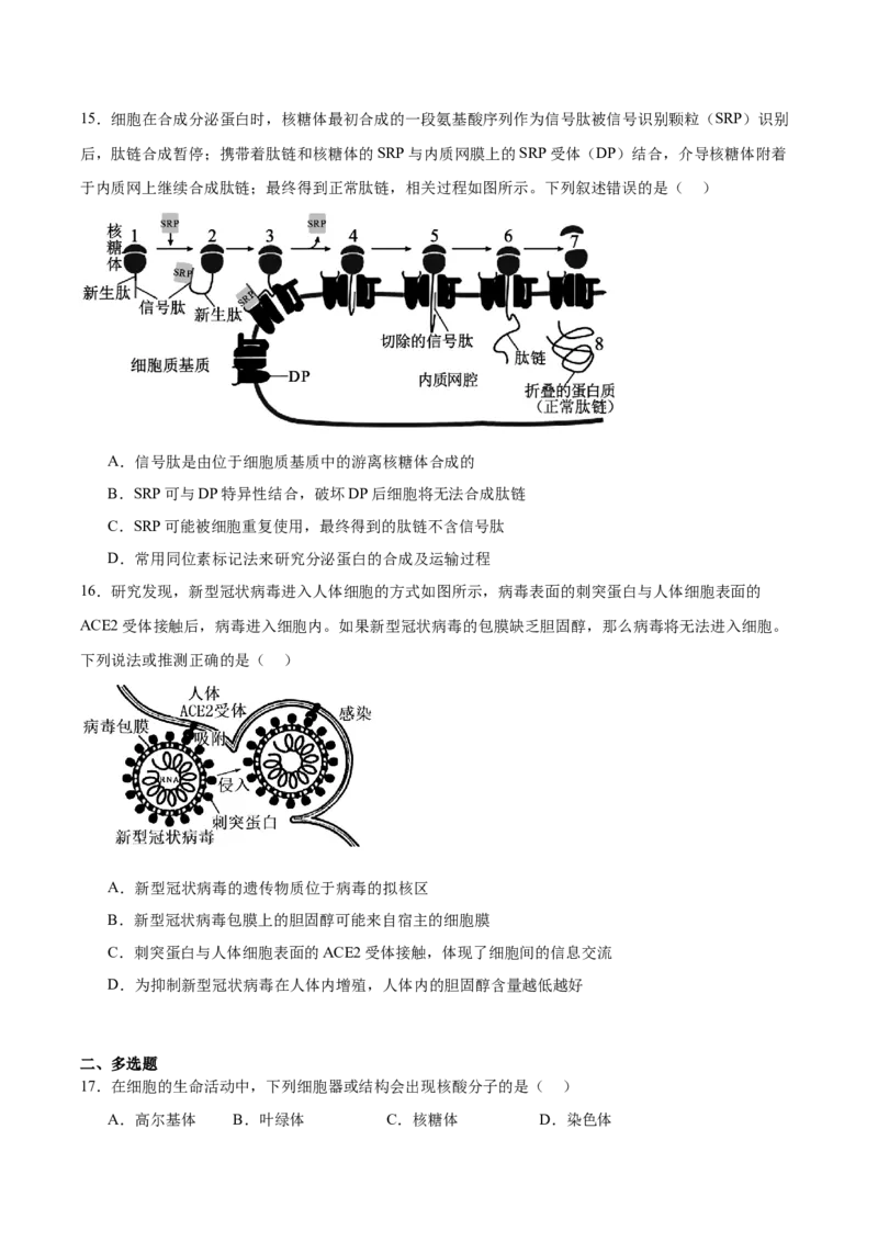 山东省青岛第五十八中学2025-2026学年高一上学期期中测试生物Word版含答案_2024-2025高一（7-7月题库）_2026年1月高一_260110山东省青岛第五十八中学2025-2026学年高一上学期期中测试（全）
