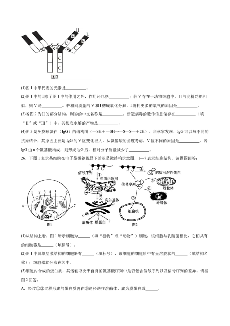 山东省青岛第五十八中学2025-2026学年高一上学期期中测试生物Word版含答案_2024-2025高一（7-7月题库）_2026年1月高一_260110山东省青岛第五十八中学2025-2026学年高一上学期期中测试（全）