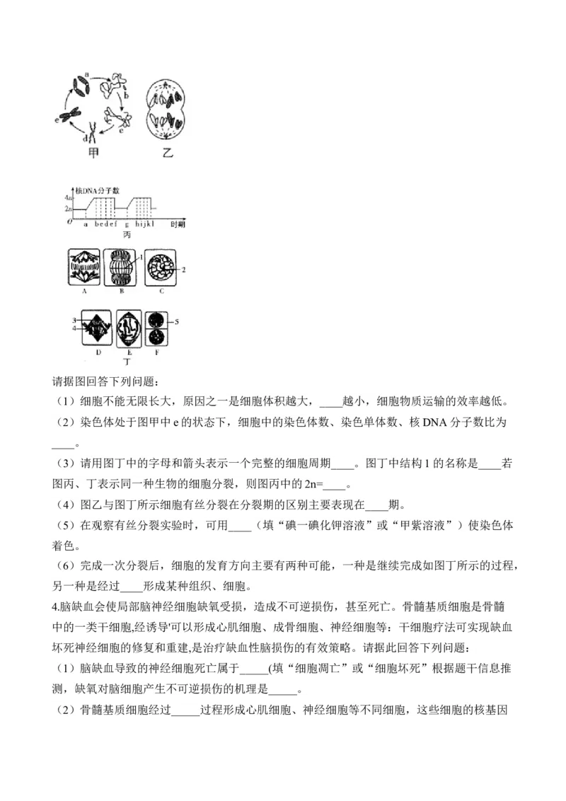 专题4细胞的生命历程（非选择题）&mdash;&mdash;高考生物学模块分练新高考版（含解析）_2024-2025高三（6-6月题库）_2026年1月高三