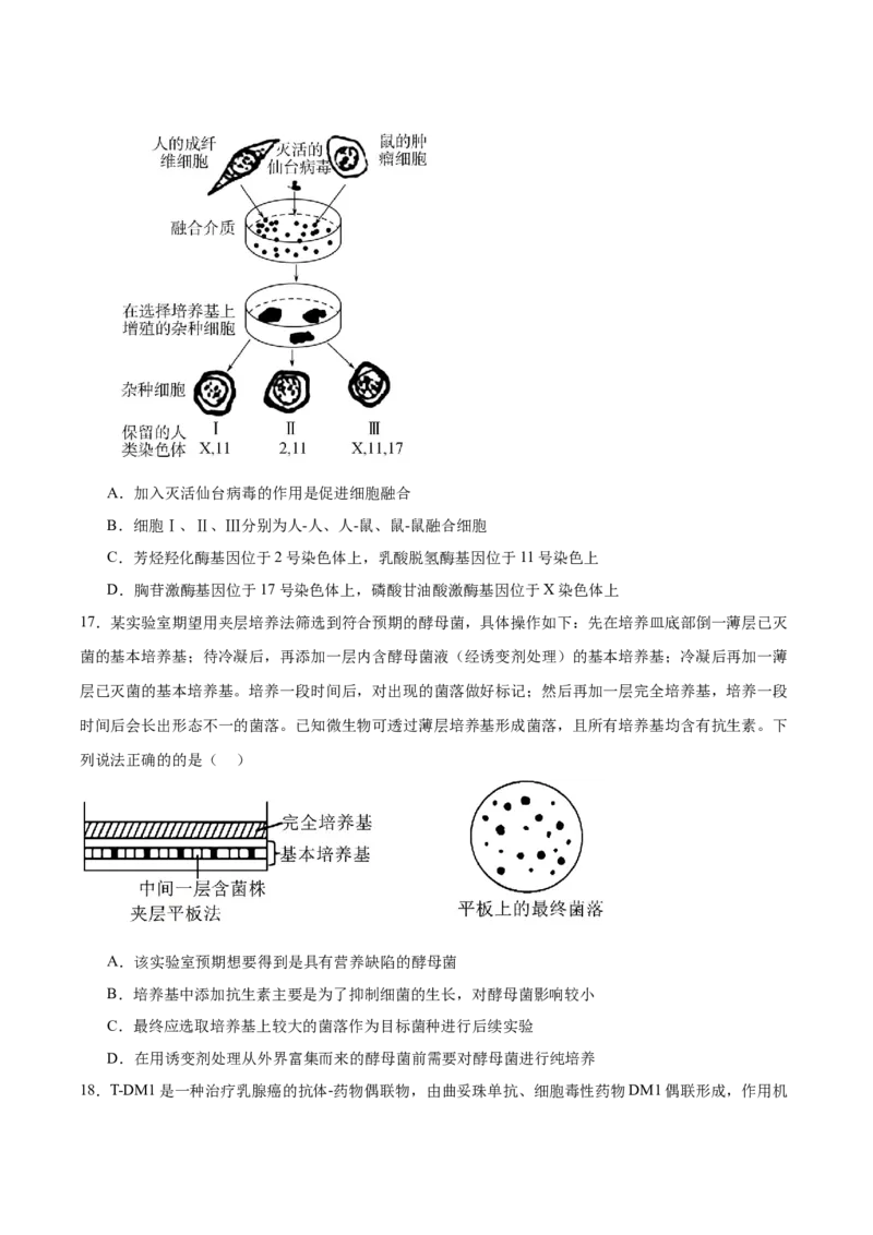 江苏省徐州市2024-2025学年高二下学期期中考试生物Word版含答案_2024-2025高二（7-7月题库）_2025年6月试卷_0609江苏省徐州市2024-2025学年高二下学期期中考试