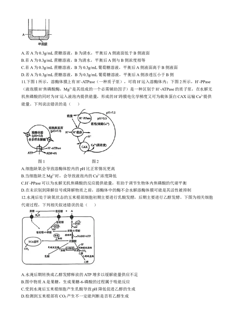 湖北省荆楚优质高中联盟2024-2025学年高一下学期3月月考生物学试卷（含答案）_2024-2025高一（7-7月题库）_2025年04月试卷_0407湖北省荆楚优质高中联盟2024-2025学年高一下学期3月月考