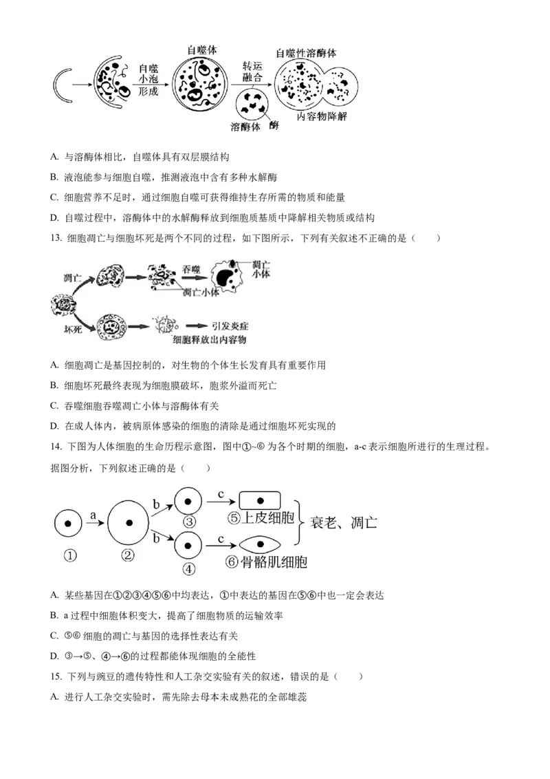 湖北省武汉市第六中学2024-2025学年高一下学期第1次月考生物学试题（含答案）_2024-2025高一（7-7月题库）_2025年03月试卷_0326湖北省武汉市第六中学2024-2025学年高一下学期3月月考