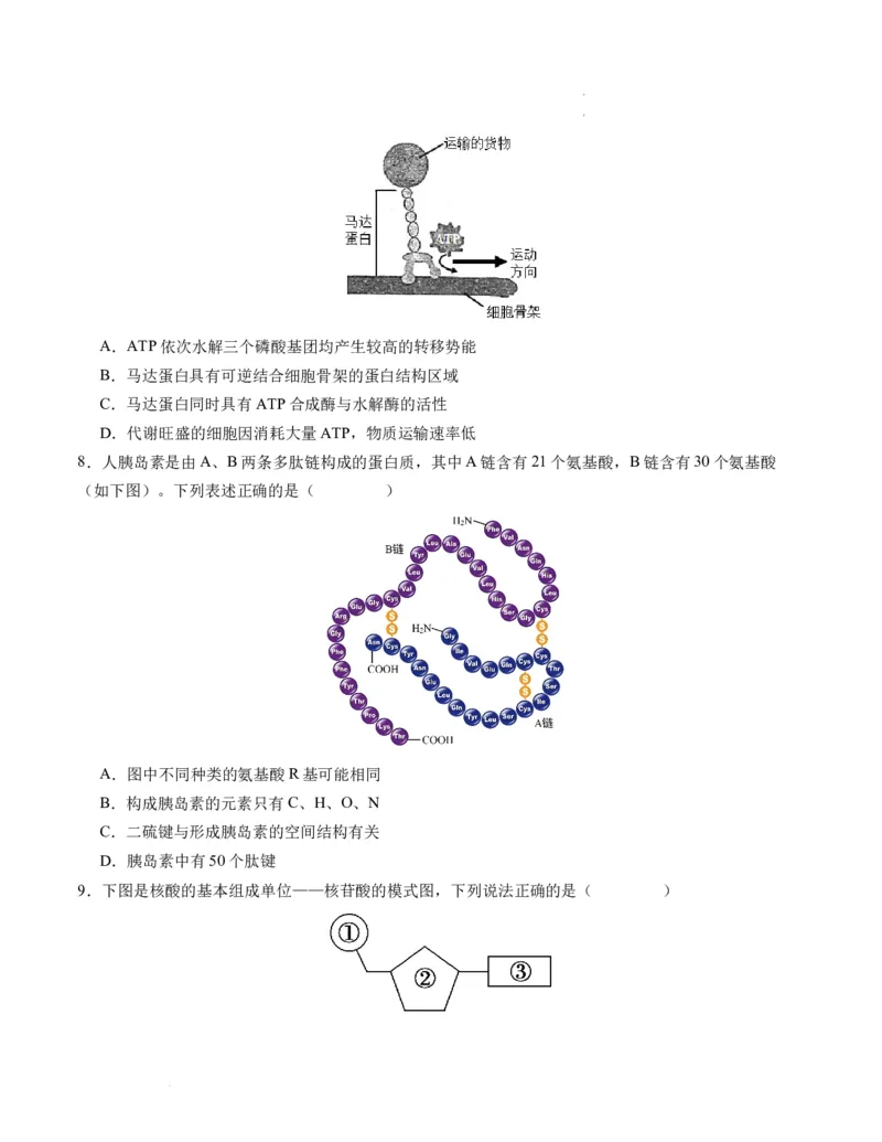 期末模拟卷01（考试版A4版）测试范围：人教版2019必修1_E015高中全科试卷_生物试题_必修1_4.期末试卷_高一生物期末模拟卷01（人教版2019）2023-2024学年高中生物上学期期末模拟考试