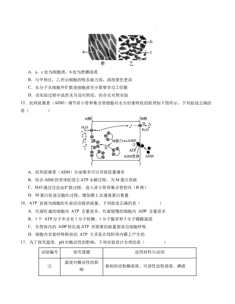 期末模拟卷01（考试版A4版）测试范围：人教版2019必修1_E015高中全科试卷_生物试题_必修1_4.期末试卷_高一生物期末模拟卷01（人教版2019）2023-2024学年高中生物上学期期末模拟考试