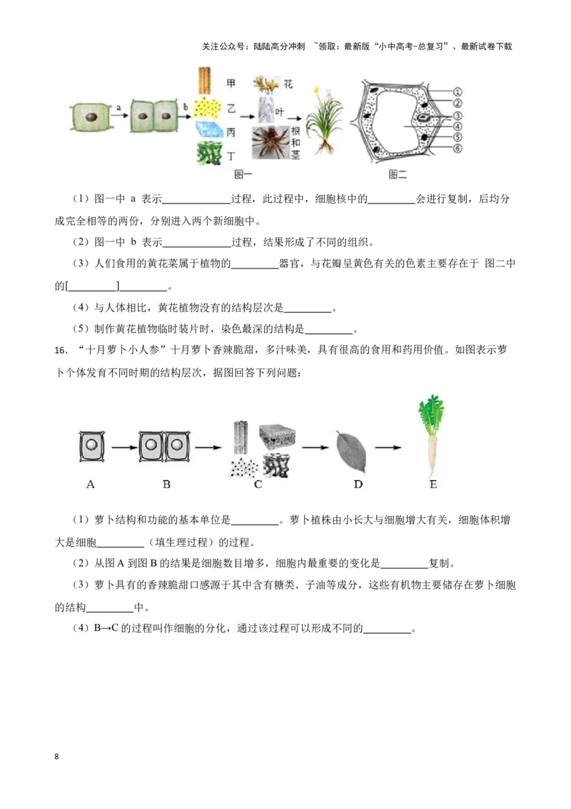 2024年中考生物读图理解专题复习：生物体的结构层次（含答案）_02中考总复习（2026版更新中）_08-生物-中考总复习_2024年中考复习资料_二轮复习