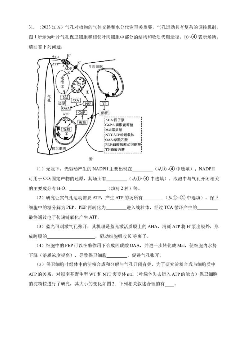 专题06光合作用_生物真题汇总_&radic;近三年（2023-2025）高考生物真题分专项精编_真题分专项汇编