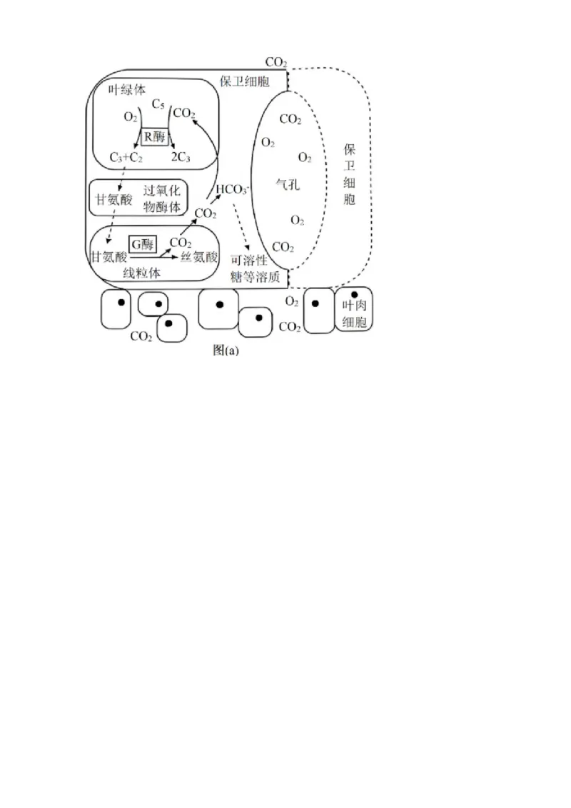专题06光合作用_生物真题汇总_&radic;近三年（2023-2025）高考生物真题分专项精编_真题分专项汇编