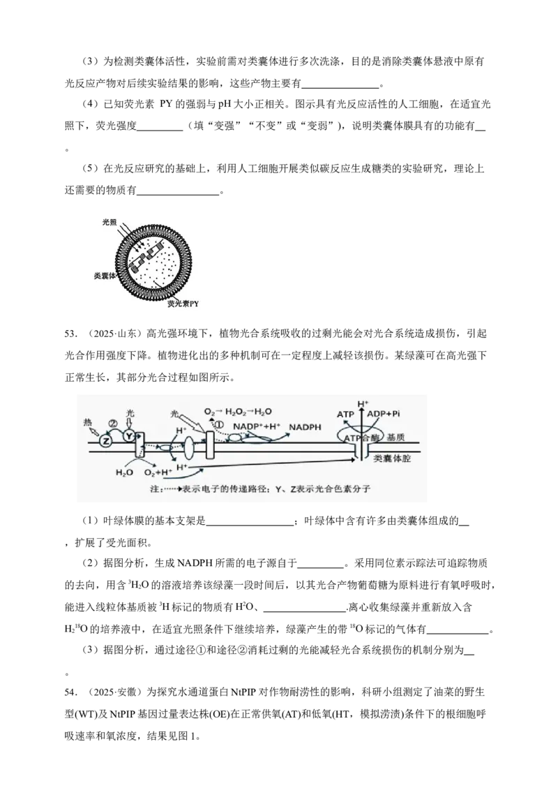 专题06光合作用_生物真题汇总_&radic;近三年（2023-2025）高考生物真题分专项精编_真题分专项汇编