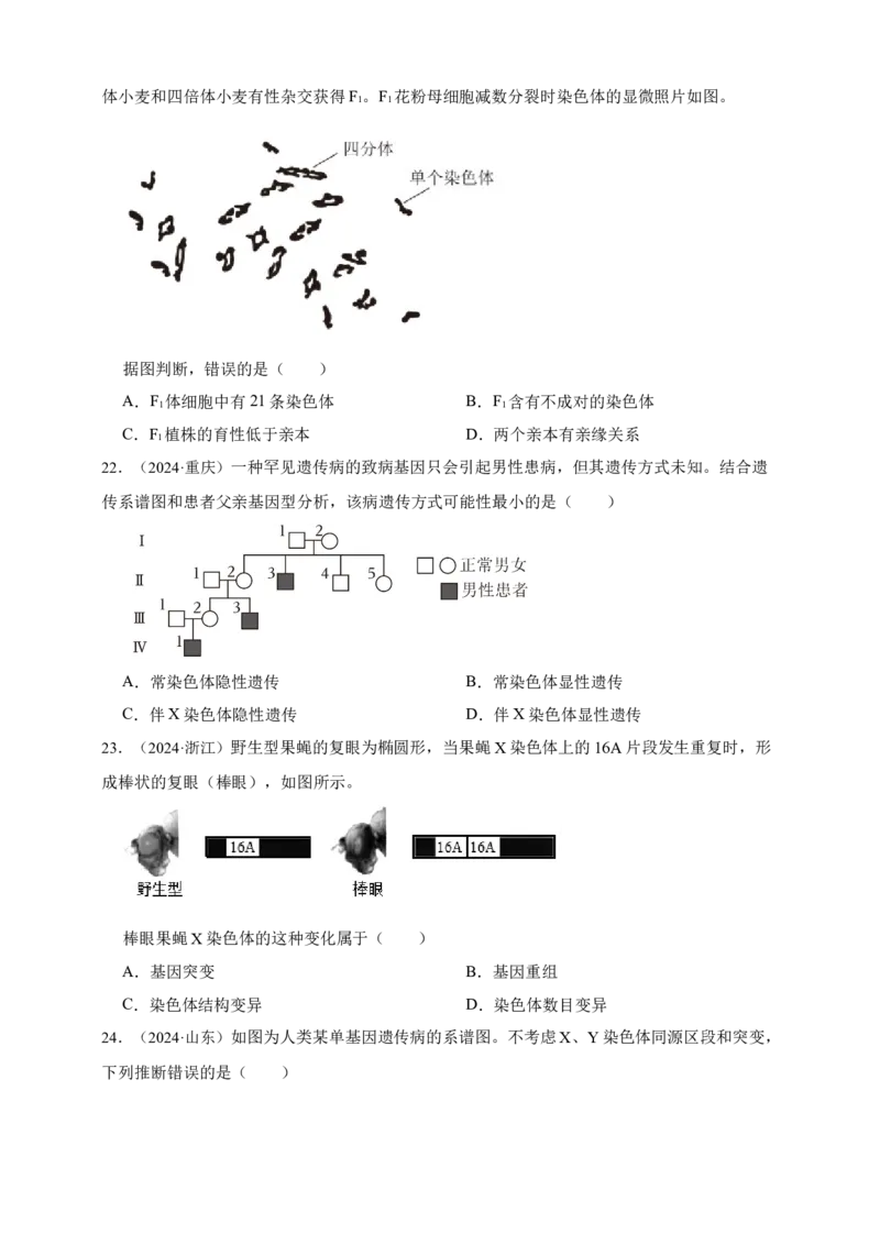 专题13变异_生物真题汇总_&radic;近三年（2023-2025）高考生物真题分专项精编_真题分专项汇编