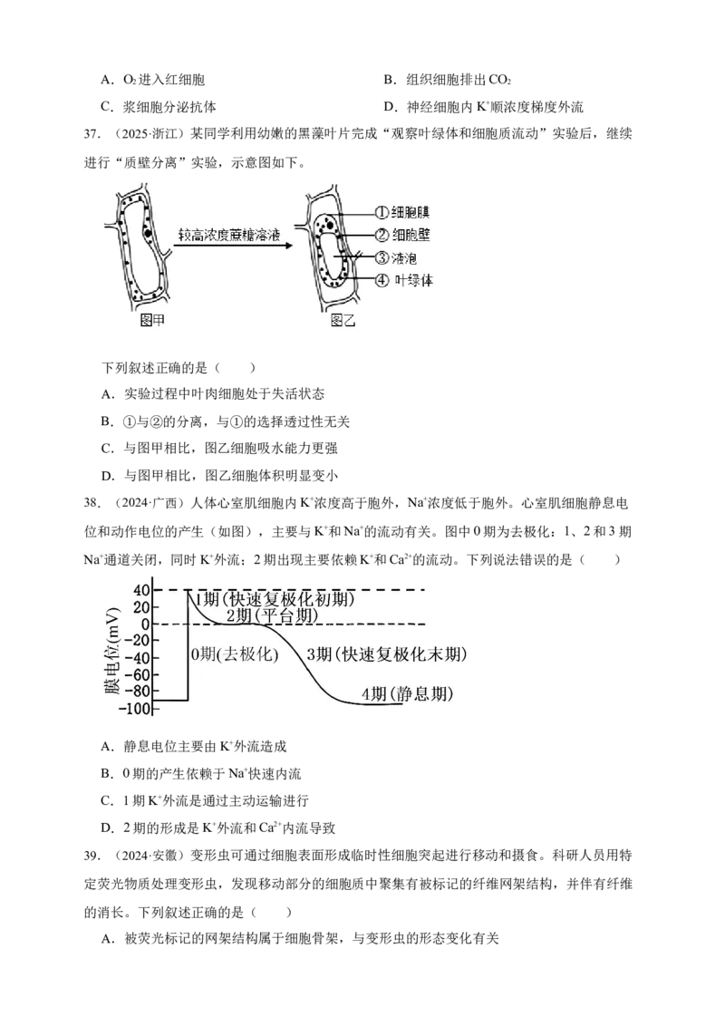 专题03物质进出细胞_生物真题汇总_&radic;近三年（2023-2025）高考生物真题分专项精编_真题分专项汇编