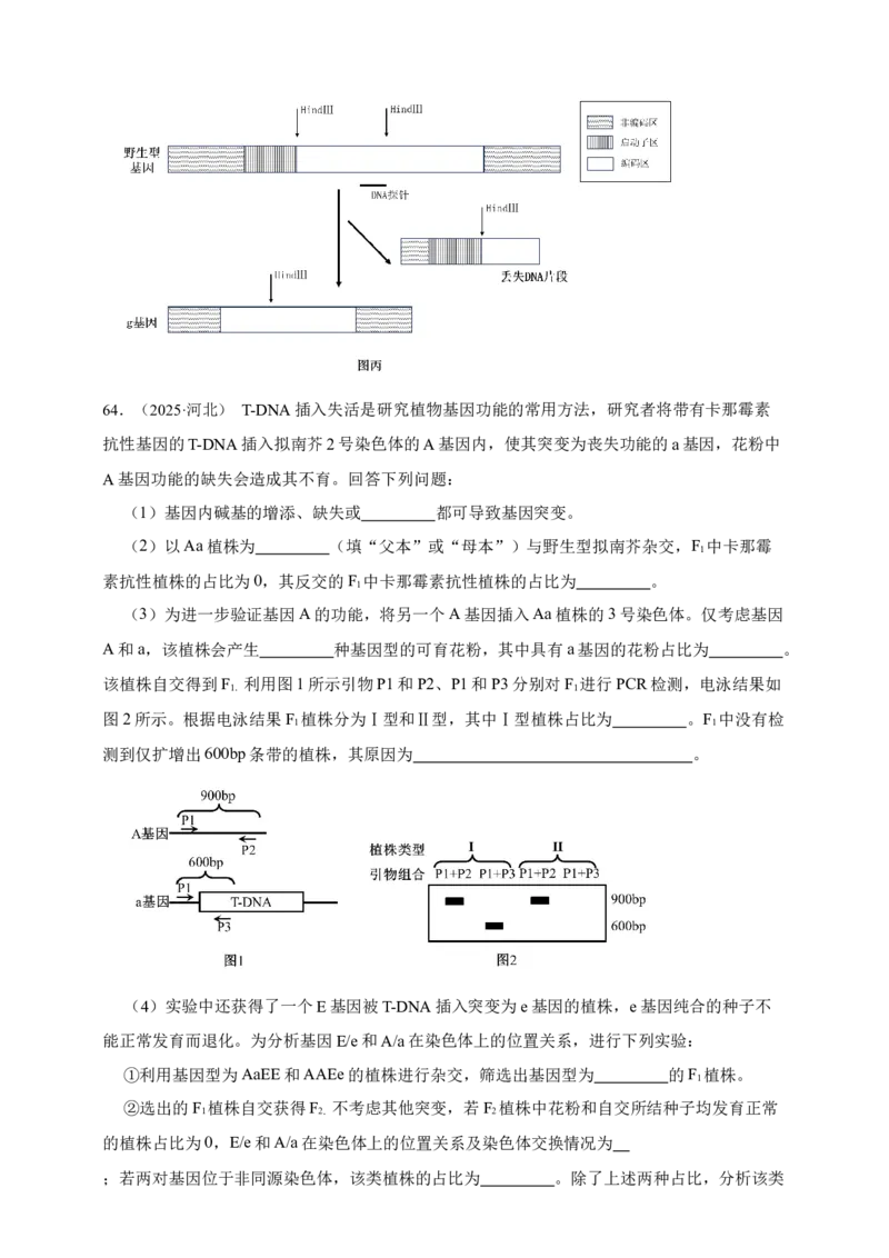 专题11孟德尔定律_生物真题汇总_&radic;近三年（2023-2025）高考生物真题分专项精编_真题分专项汇编