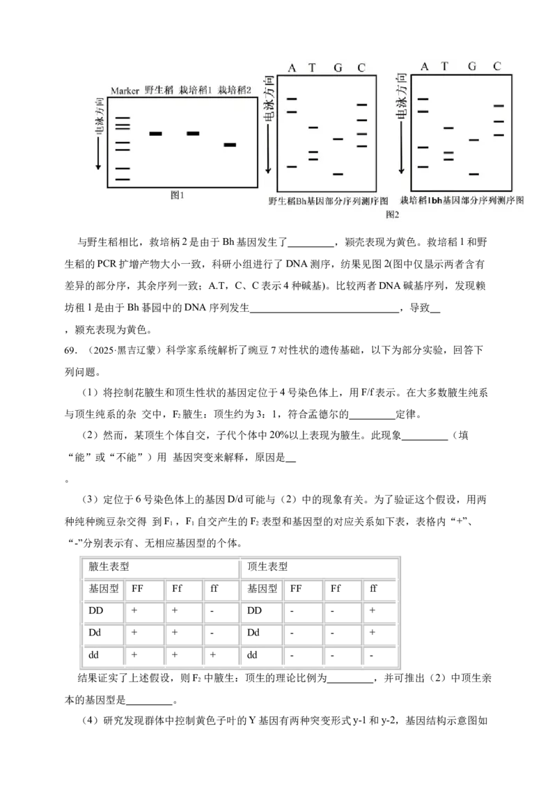专题11孟德尔定律_生物真题汇总_&radic;近三年（2023-2025）高考生物真题分专项精编_真题分专项汇编
