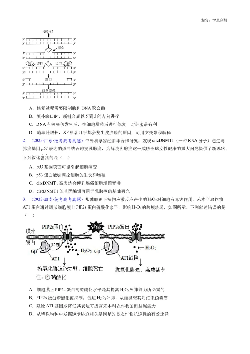 专题25基因工程-好题汇编十年（2015-2024）高考生物真题分类汇编（全国通用）（原卷版）_生物真题汇总_十年（2014-2024）高考生物真题分项汇编（全国通用）