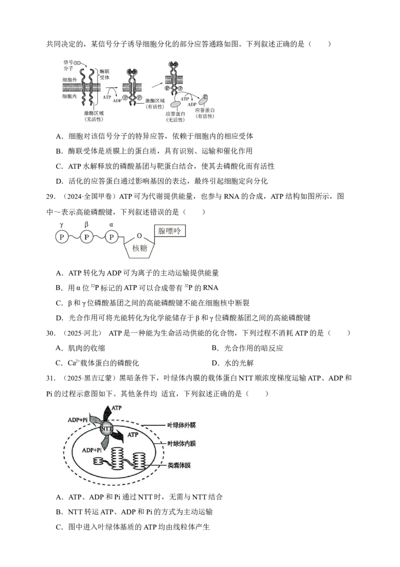 专题04酶和ATP_生物真题汇总_&radic;近三年（2023-2025）高考生物真题分专项精编_真题分专项汇编
