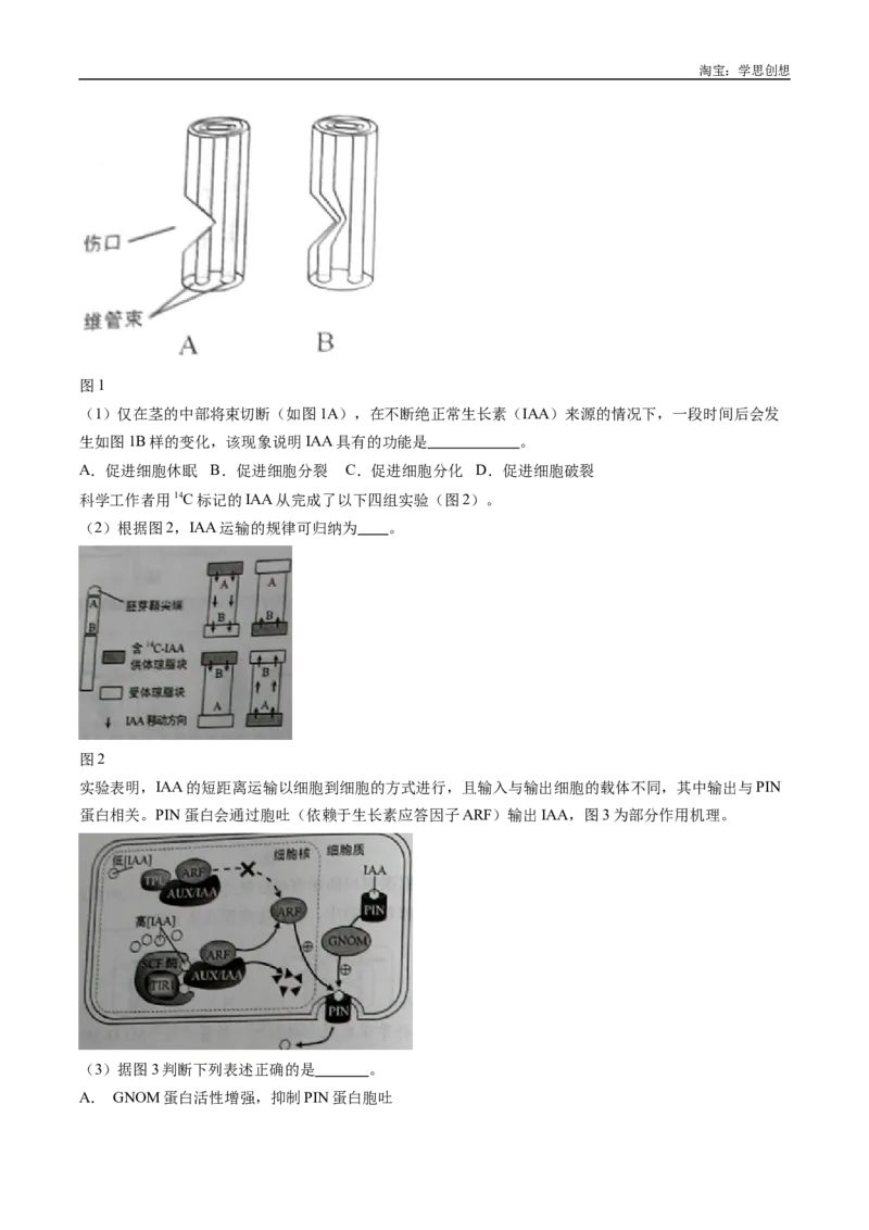 专题15植物激素的调节-好题汇编十年（2015-2024）高考生物真题分类汇编（全国通用）（原卷版）_生物真题汇总_十年（2014-2024）高考生物真题分项汇编（全国通用）