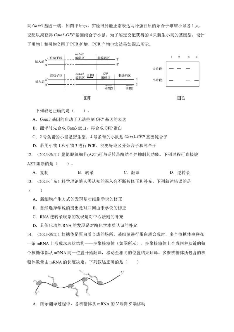 专题10基因的表达_生物真题汇总_&radic;近三年（2023-2025）高考生物真题分专项精编_真题分专项汇编