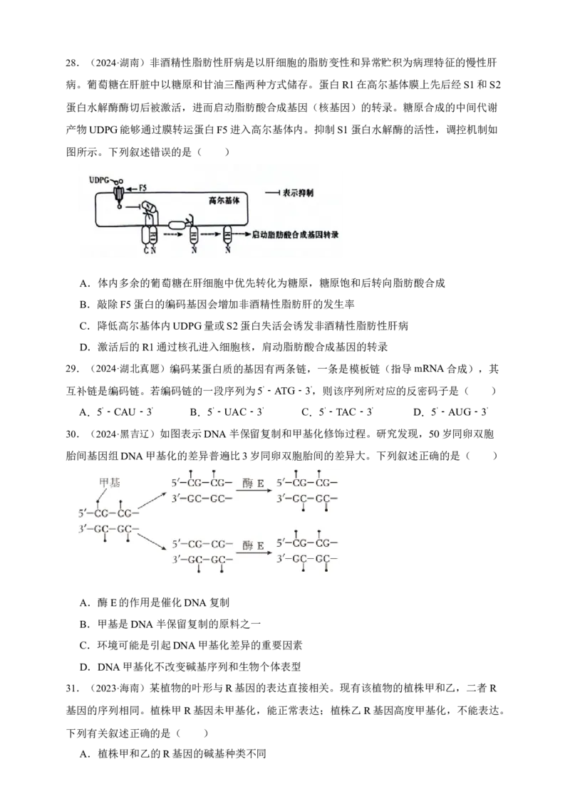 专题10基因的表达_生物真题汇总_&radic;近三年（2023-2025）高考生物真题分专项精编_真题分专项汇编