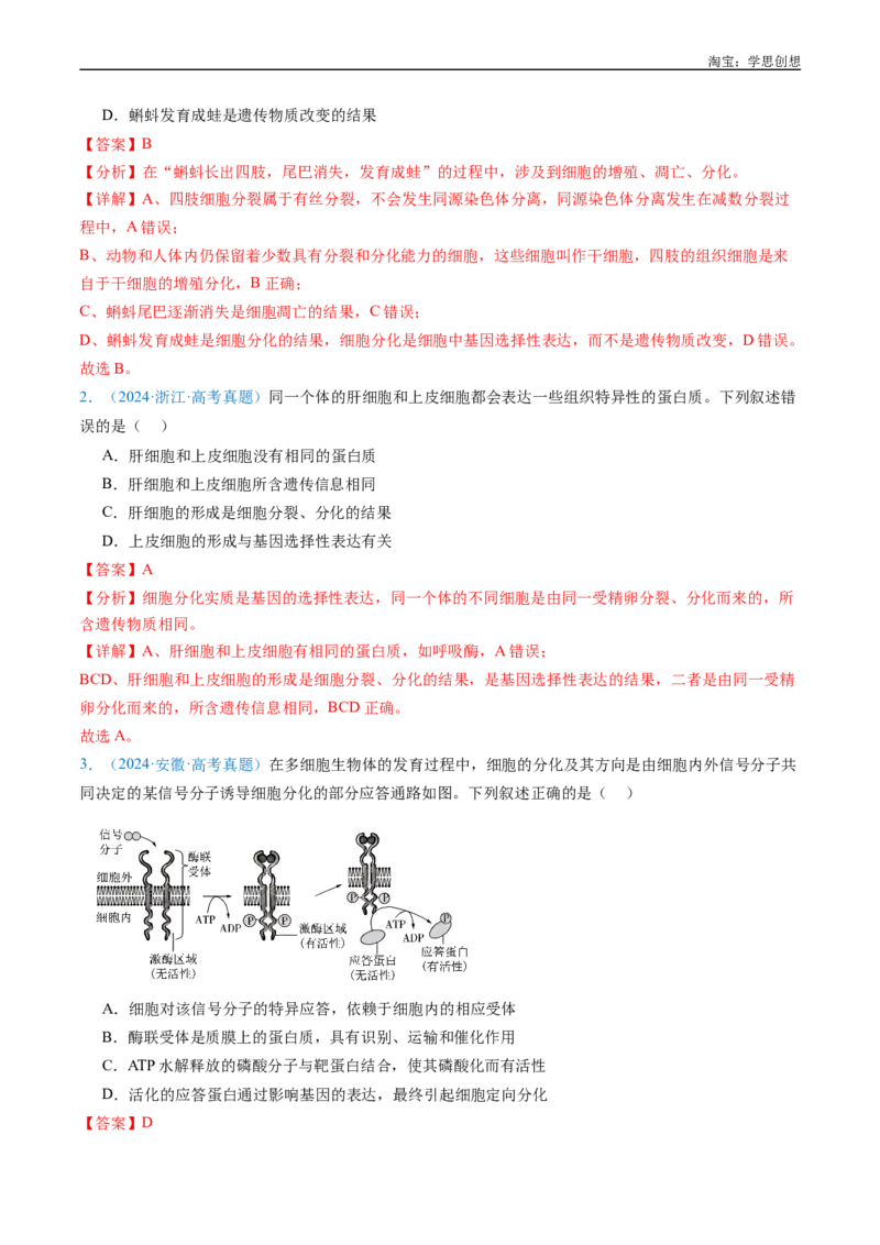 专题09细胞的分化、衰老、凋亡及癌变-好题汇编十年（2015-2024）高考生物真题分项汇编（全国通用）（解析版）_生物真题汇总_十年（2014-2024）高考生物真题分项汇编（全国通用）