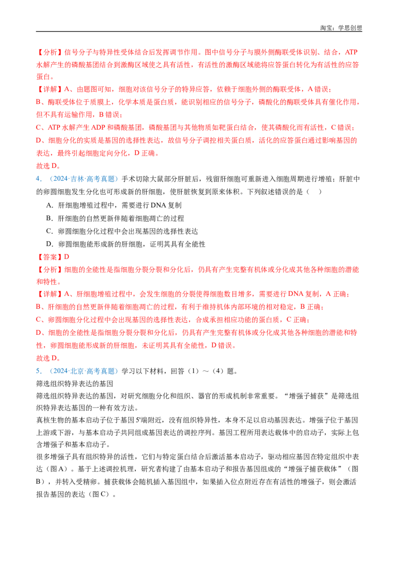 专题09细胞的分化、衰老、凋亡及癌变-好题汇编十年（2015-2024）高考生物真题分项汇编（全国通用）（解析版）_生物真题汇总_十年（2014-2024）高考生物真题分项汇编（全国通用）