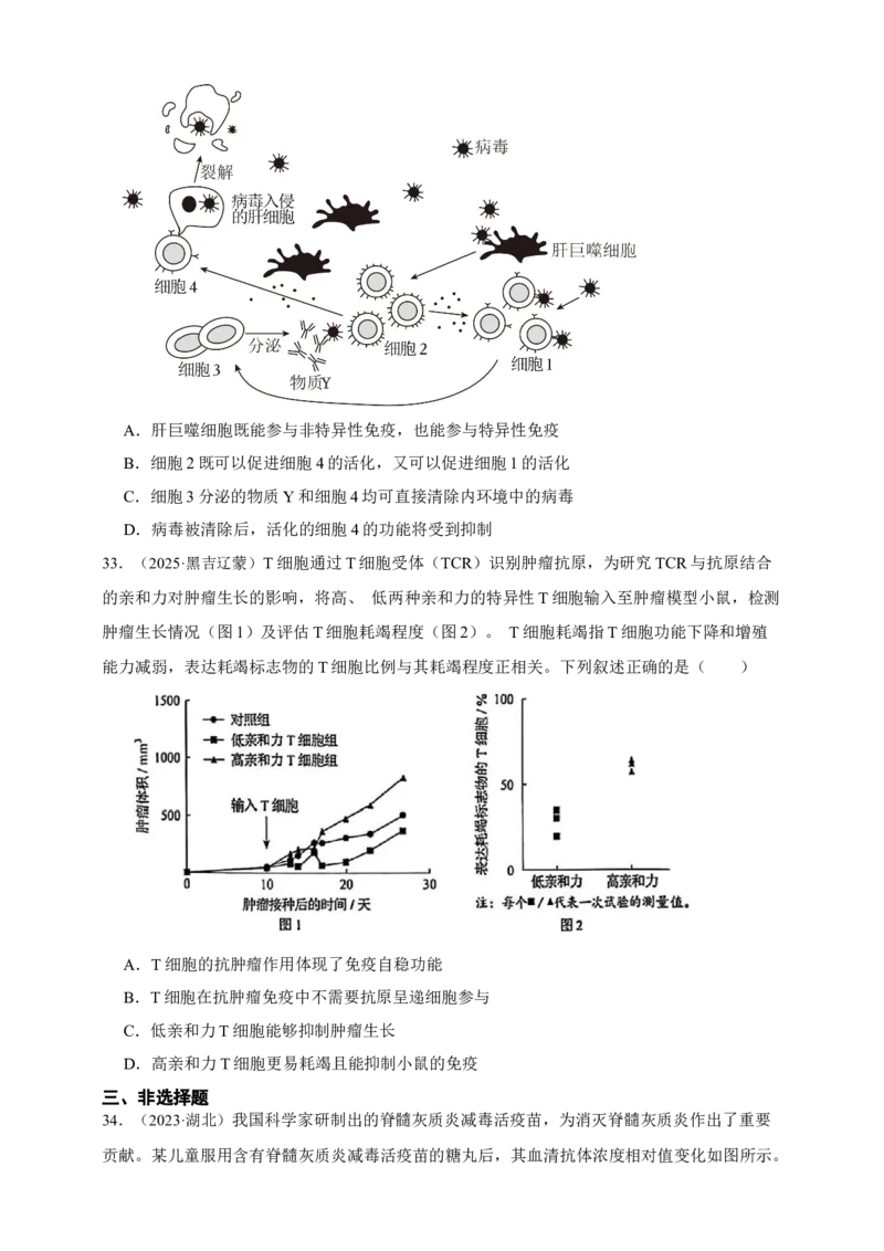 专题19免疫调节_生物真题汇总_&radic;近三年（2023-2025）高考生物真题分专项精编_真题分专项汇编