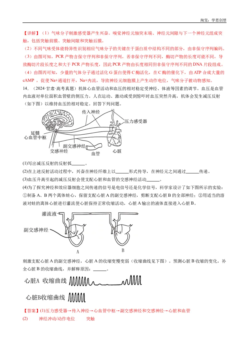 专题20动物生命活动的调节-好题汇编十年（2015-2024）高考生物真题分类汇编（全国通用）（解析版）_生物真题汇总_十年（2014-2024）高考生物真题分项汇编（全国通用）