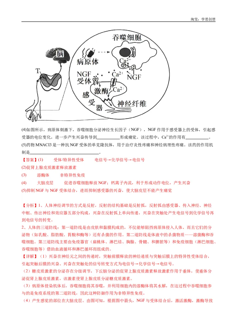专题20动物生命活动的调节-好题汇编十年（2015-2024）高考生物真题分类汇编（全国通用）（解析版）_生物真题汇总_十年（2014-2024）高考生物真题分项汇编（全国通用）