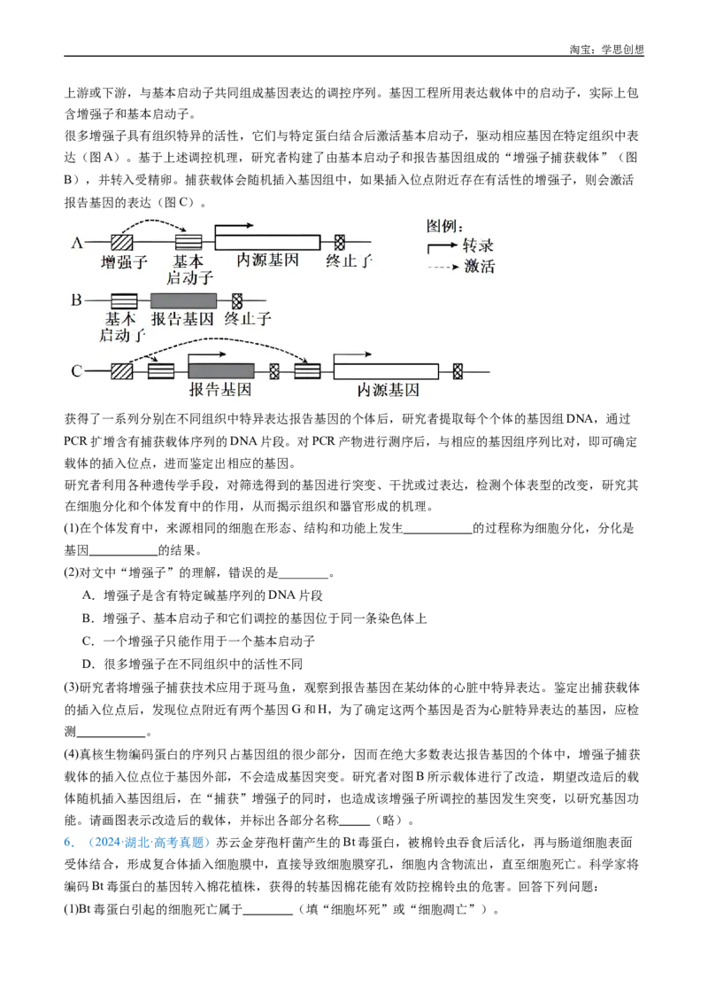 专题09细胞的分化、衰老、凋亡及癌变-好题汇编十年（2015-2024）高考生物真题分项汇编（全国通用）（原卷版）_生物真题汇总_十年（2014-2024）高考生物真题分项汇编（全国通用）