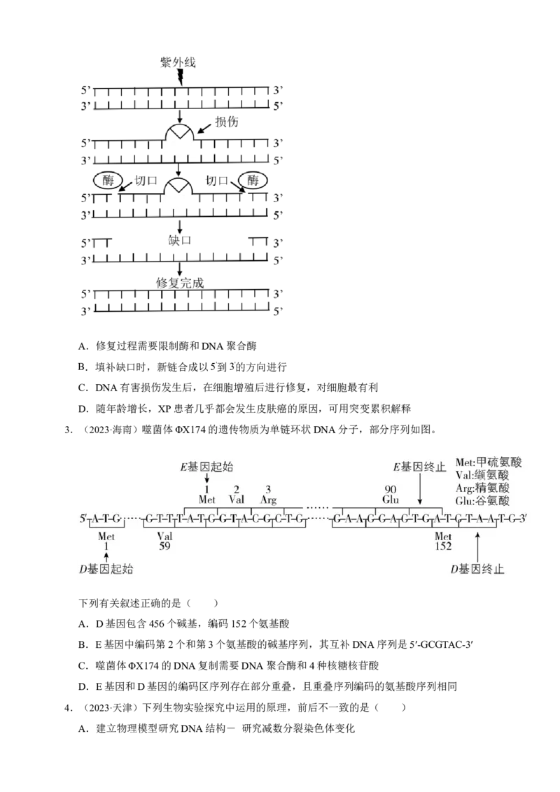 专题09基因的本质_生物真题汇总_&radic;近三年（2023-2025）高考生物真题分专项精编_真题分专项汇编