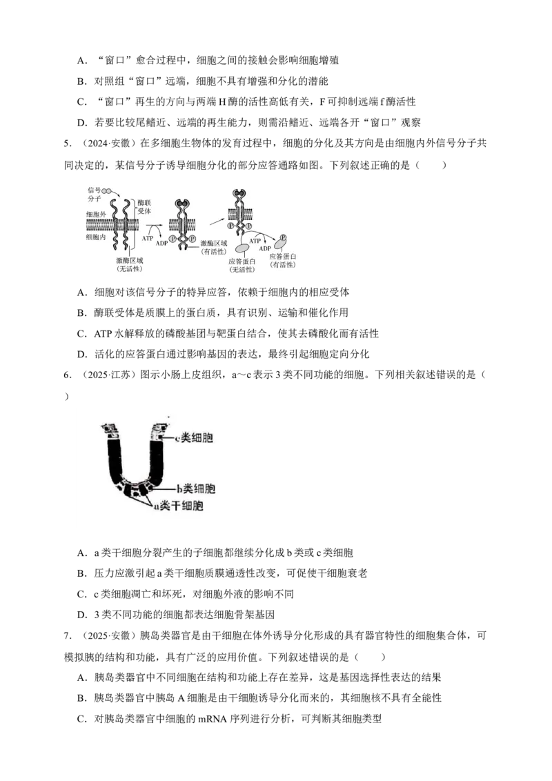 专题08细胞的分化、衰老和凋亡_生物真题汇总_&radic;近三年（2023-2025）高考生物真题分专项精编_真题分专项汇编