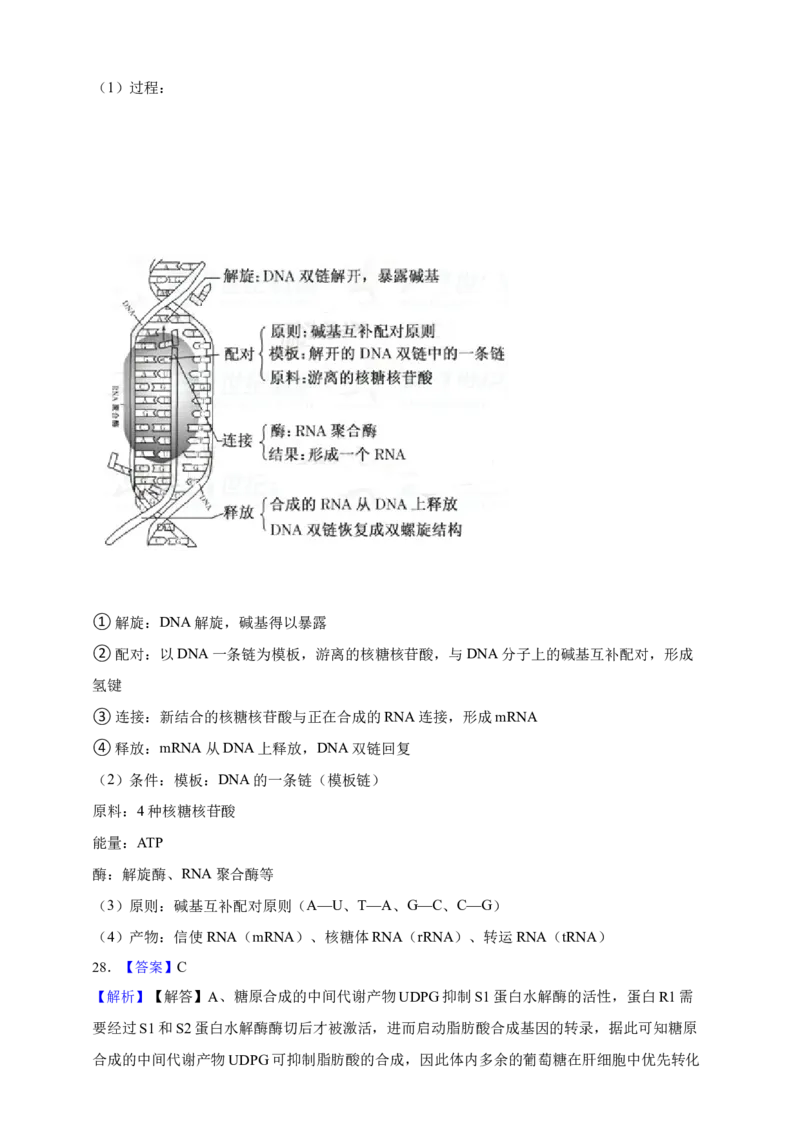专题10基因的表达（答案解析）_生物真题汇总_&radic;近三年（2023-2025）高考生物真题分专项精编_答案解析