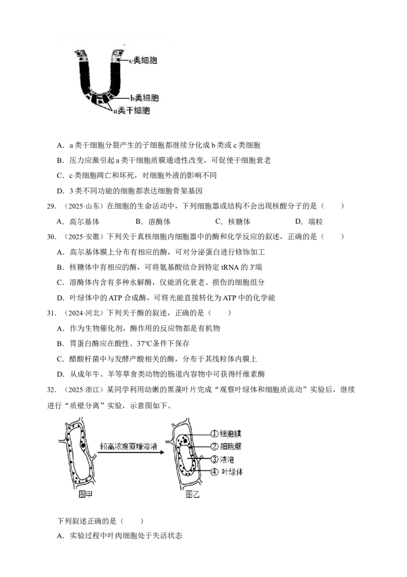 专题02细胞的基本结构_生物真题汇总_&radic;近三年（2023-2025）高考生物真题分专项精编_真题分专项汇编