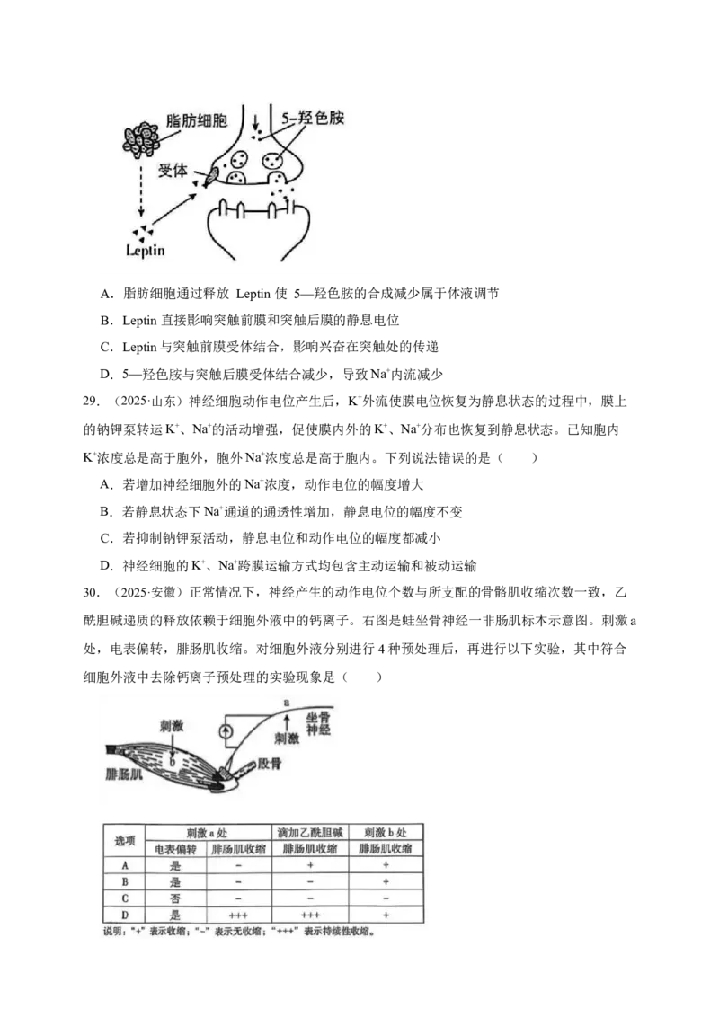 专题16神经调节_生物真题汇总_&radic;近三年（2023-2025）高考生物真题分专项精编_真题分专项汇编